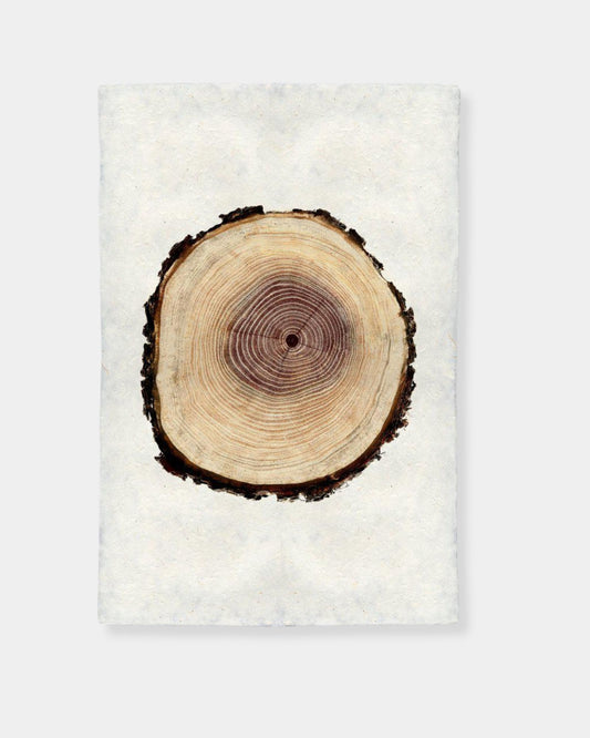 POPLAR TREE RING (20x30) - PRINT