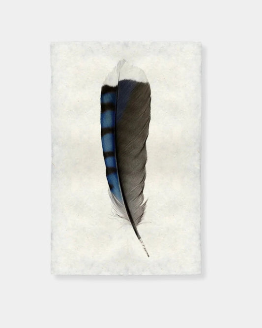 BLUE JAY FEATHER - PRINT 20x30 | Stonewaters