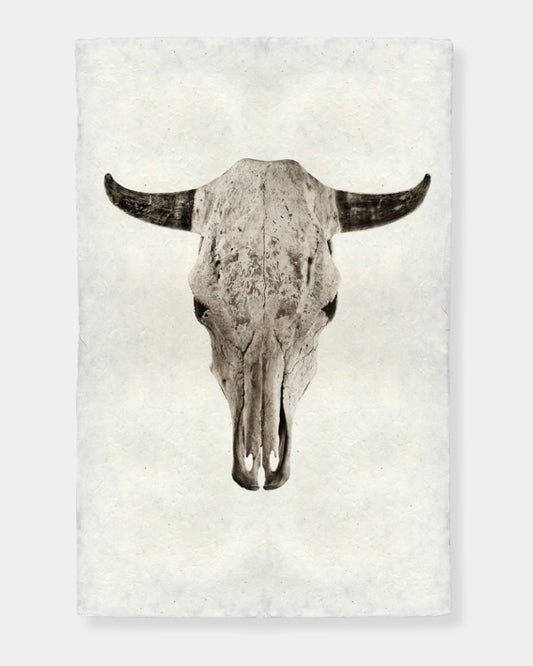 STEER SKULL - PRINT - 20X30