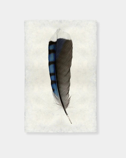 BLUE JAY FEATHER - PRINT 20x30