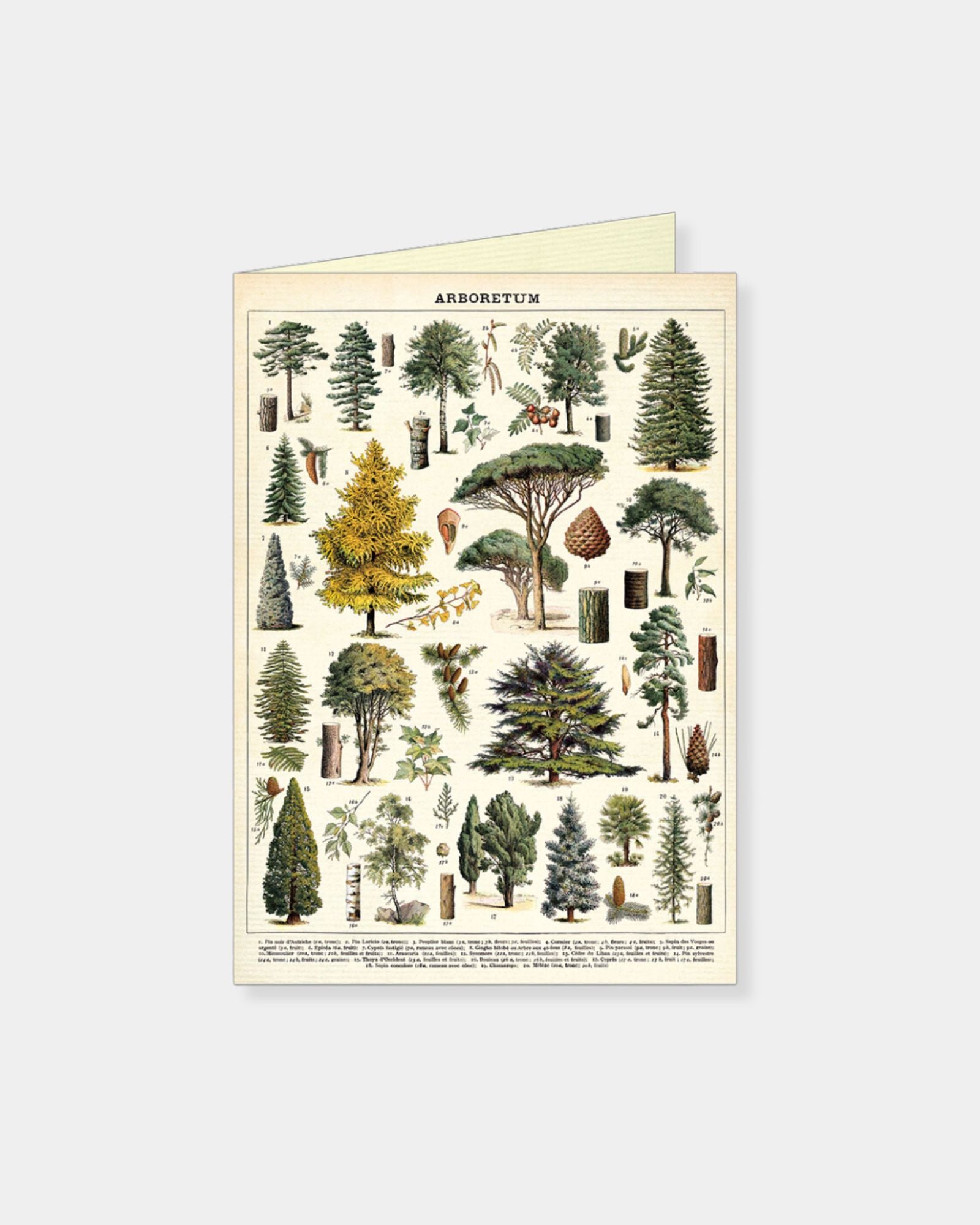 ARBORETUM - CARD