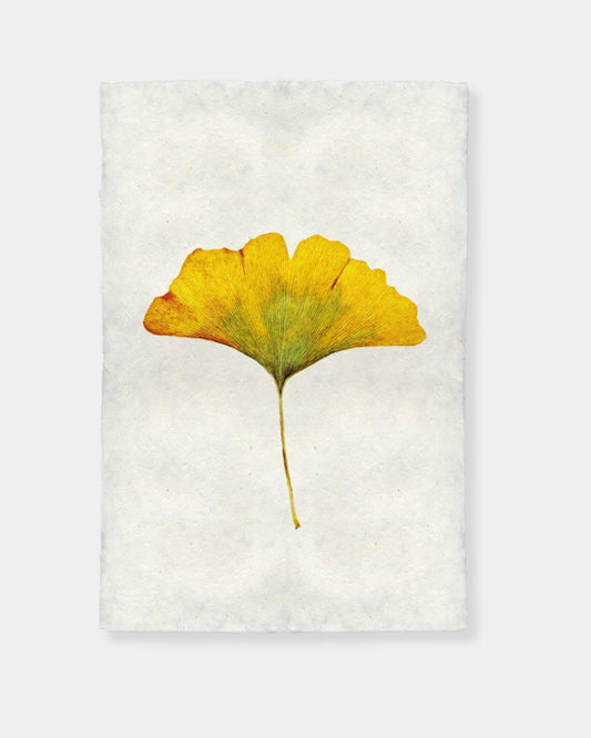 GINKO PRINT - 20X30