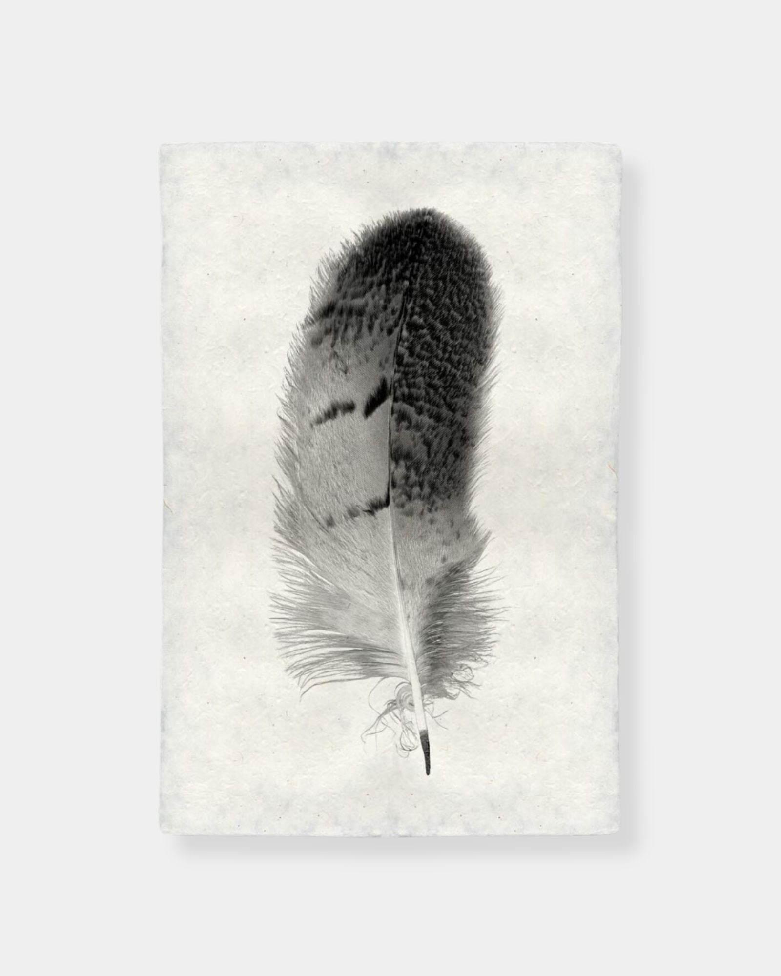 FEATHER STUDY #7 OWL - PRINT