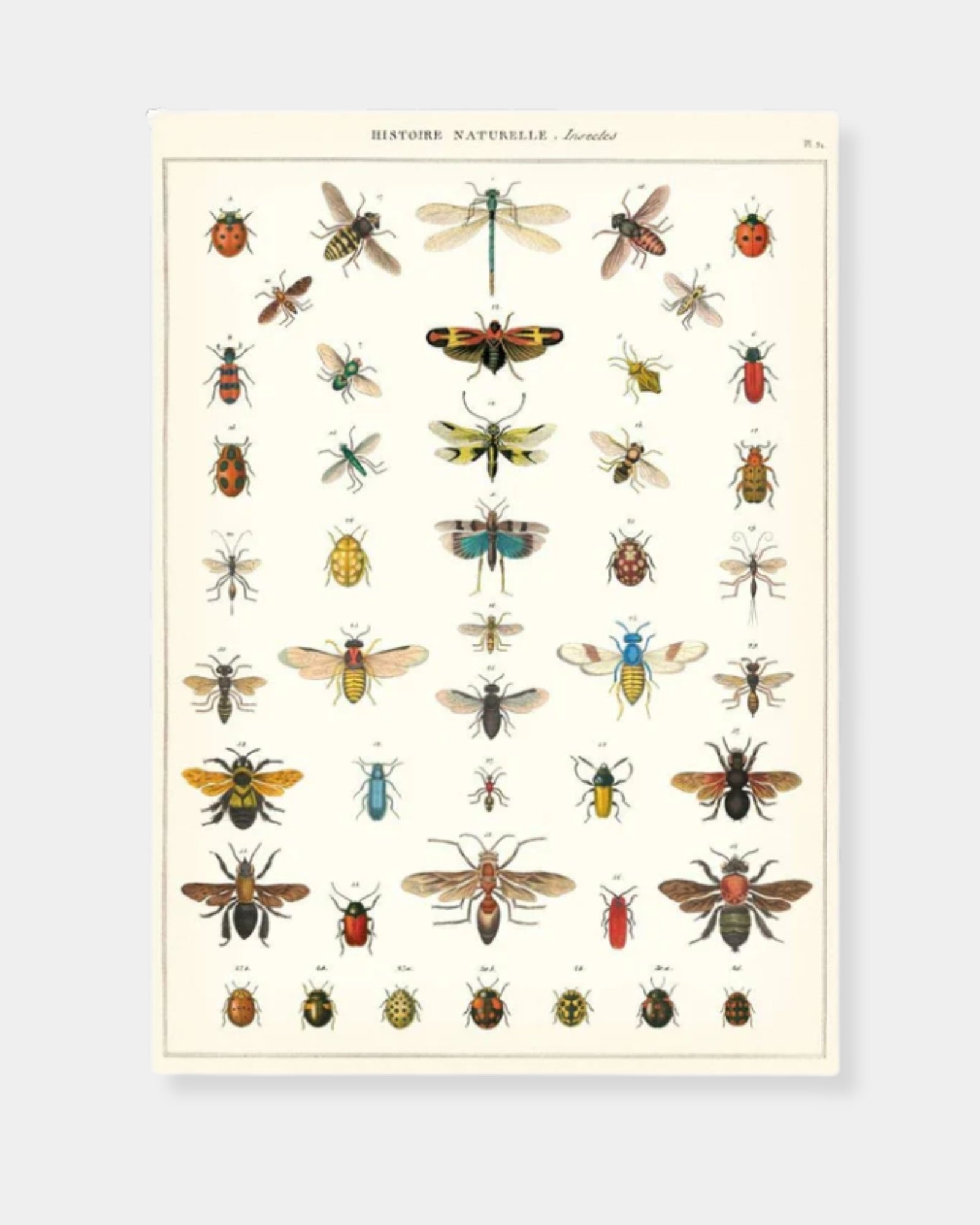 NATURAL HISTORY INSECTS - POSTER