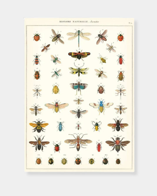 NATURAL HISTORY INSECTS - POSTER