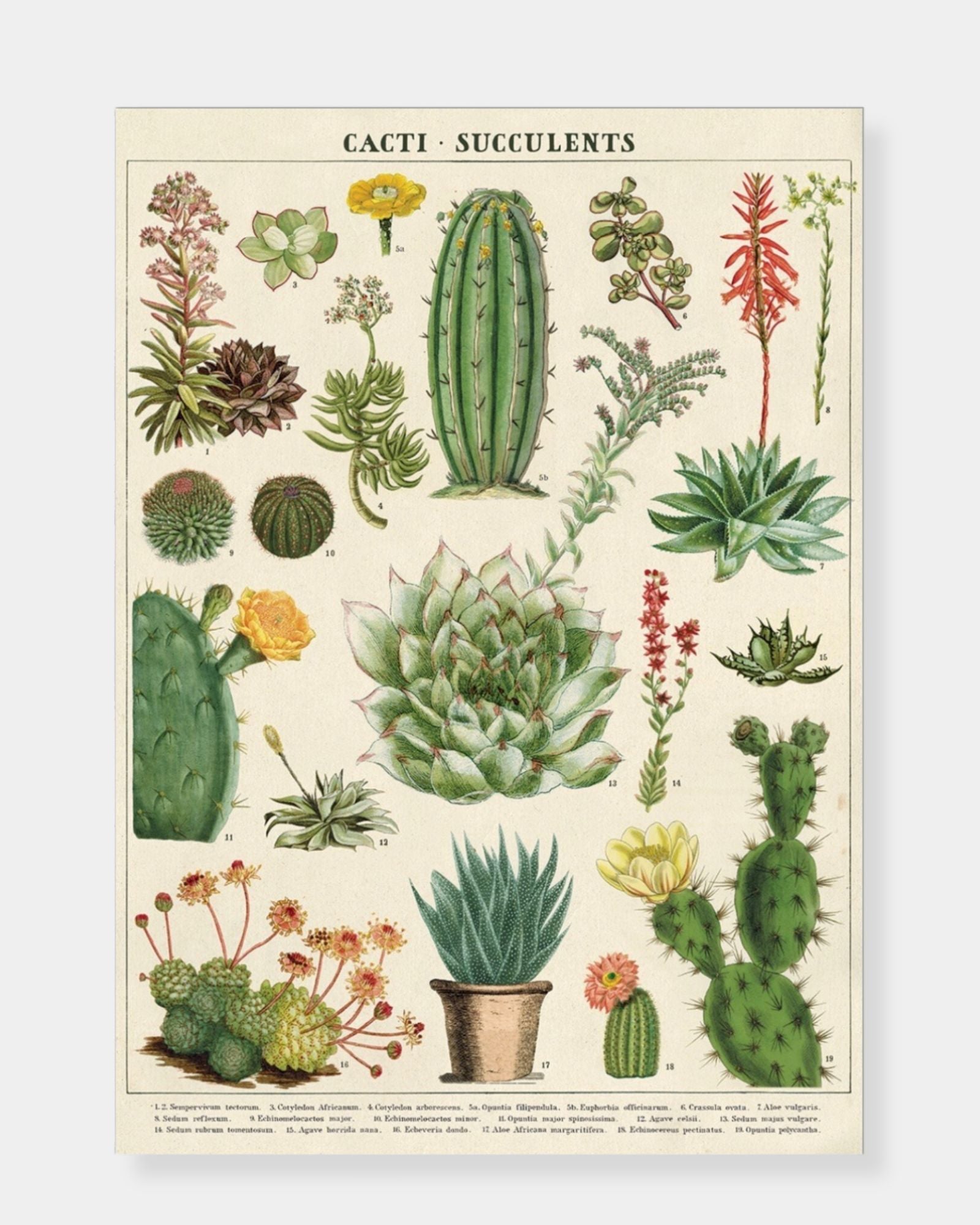 CACTI & SUCCULENTS - POSTER