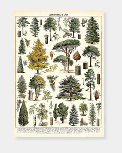 ARBORETUM - POSTER