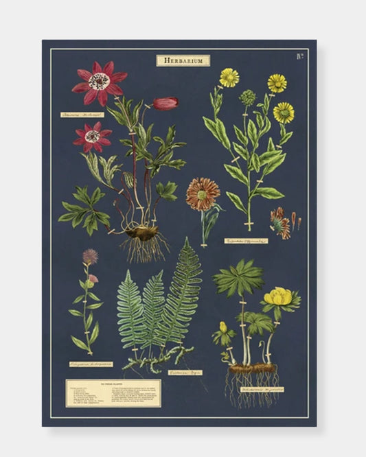 HERBARIUM - POSTER