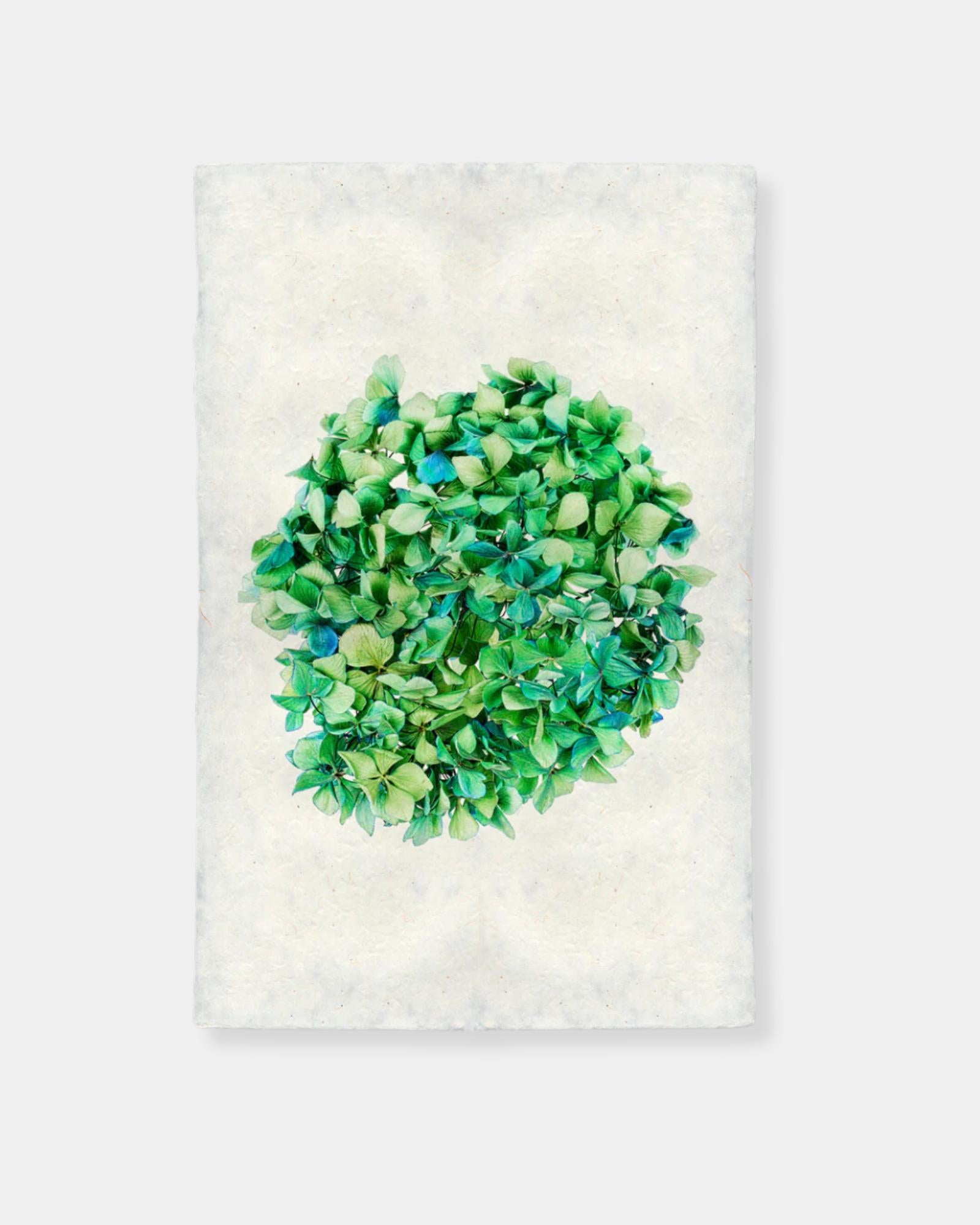 HYDRANGEAS #1 - PRINT