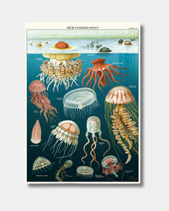 JELLYFISH - POSTER