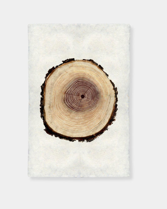 POPLAR TREE RING - PRINT