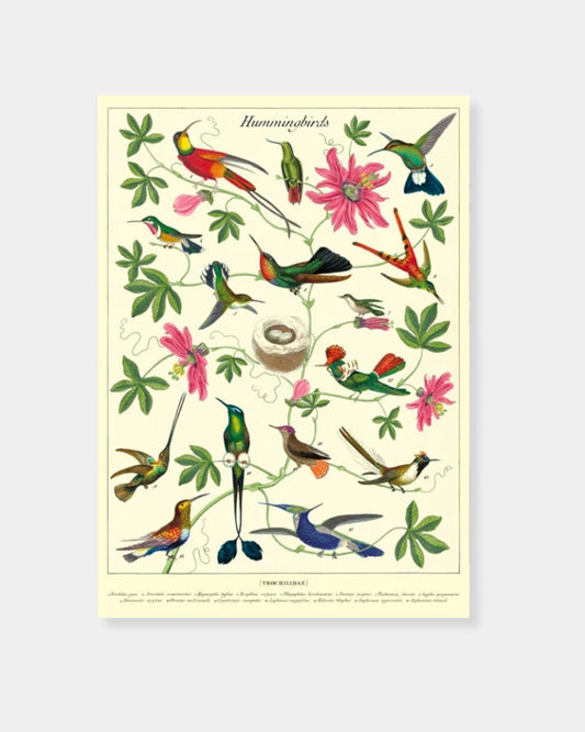 HUMMINGBIRDS - POSTER