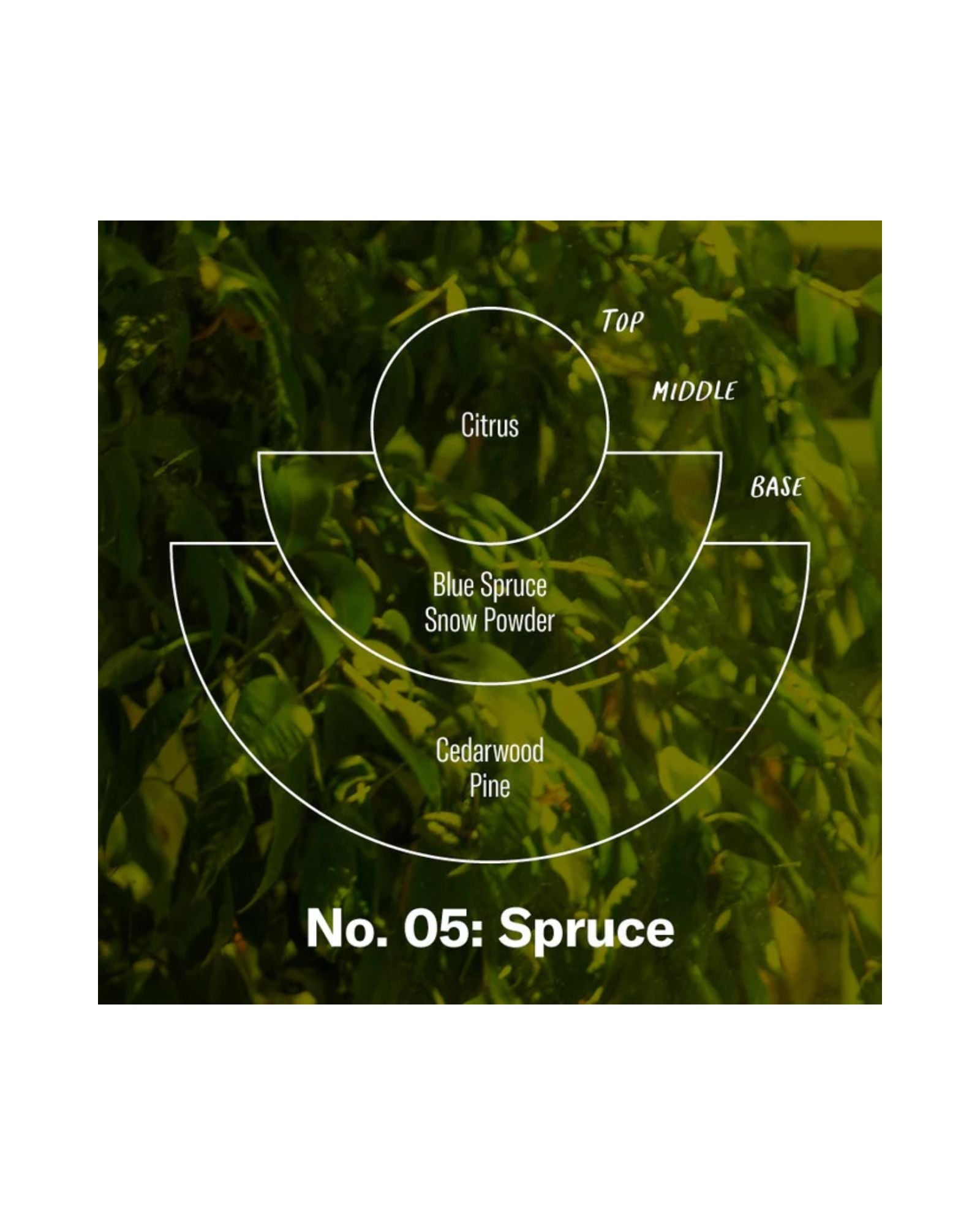 SPRUCE 7.2 OZ - CANDLE