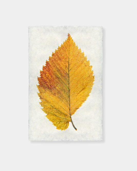 ELM LEAF - PRINT