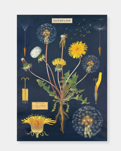 DANDELION - POSTER