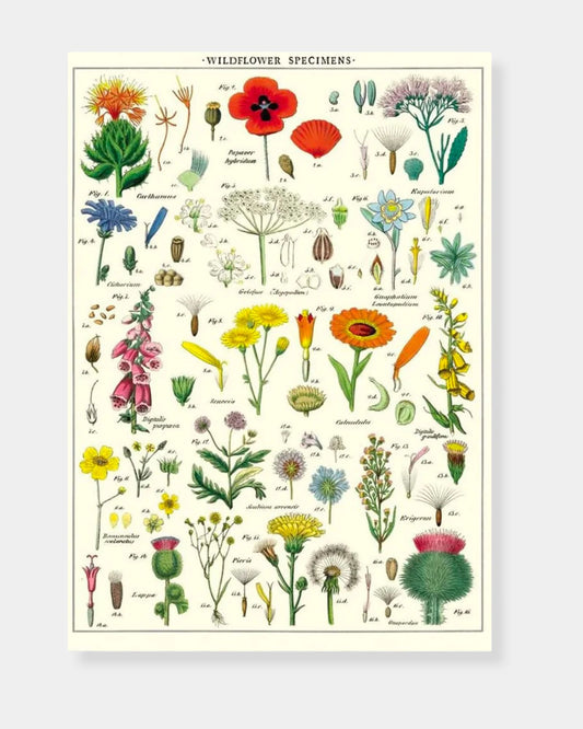 WILDFLOWERS - POSTER