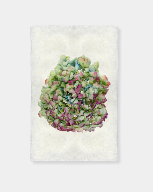 HYDRANGEAS #4 - PRINT 9x14