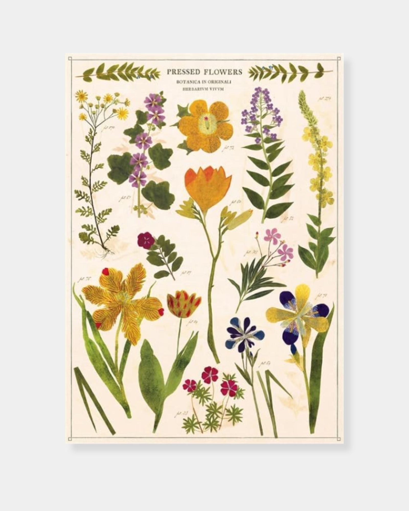 PRESSED FLOWERS - POSTER