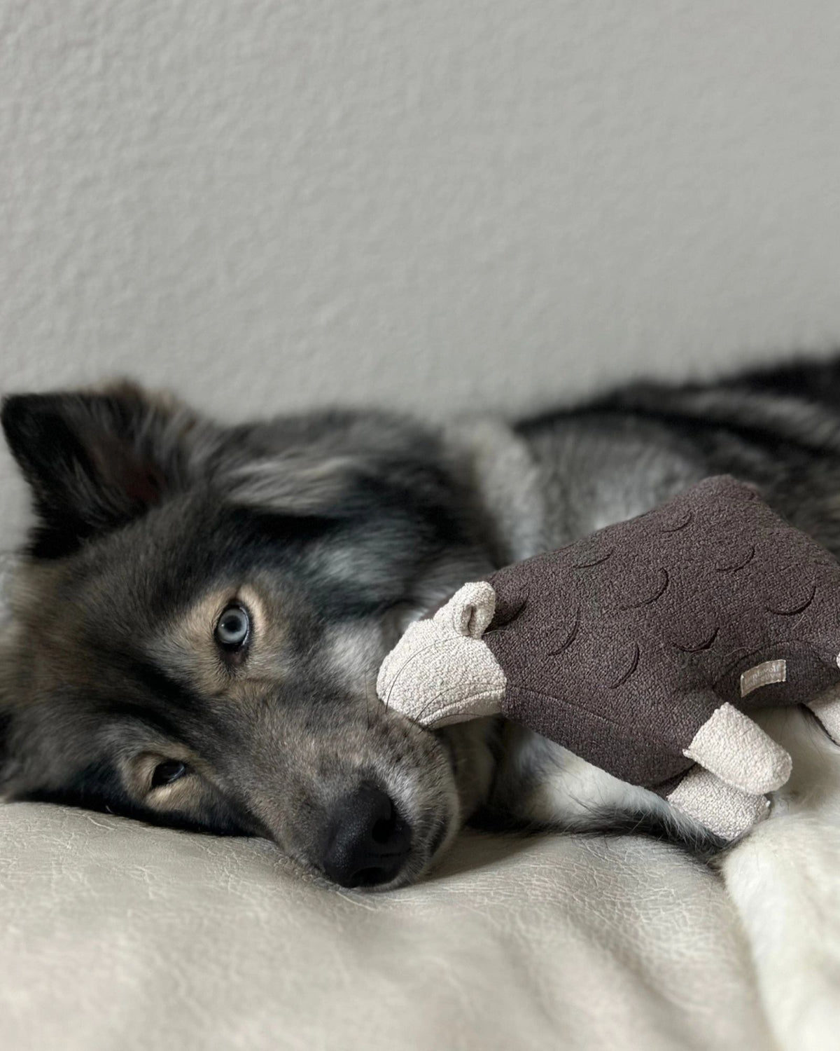 BARRY - PET TOY