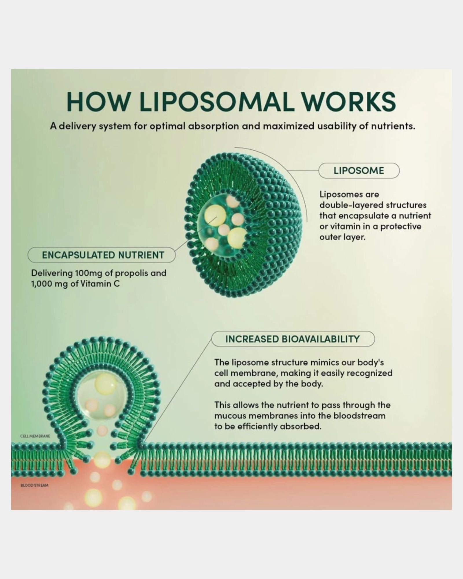PROPOLIS & VITAMIN C LIPOSOMAL - SINGLE PACK