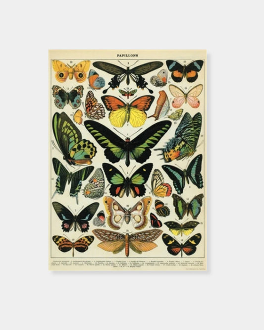 BUTTERFLIES - POSTER