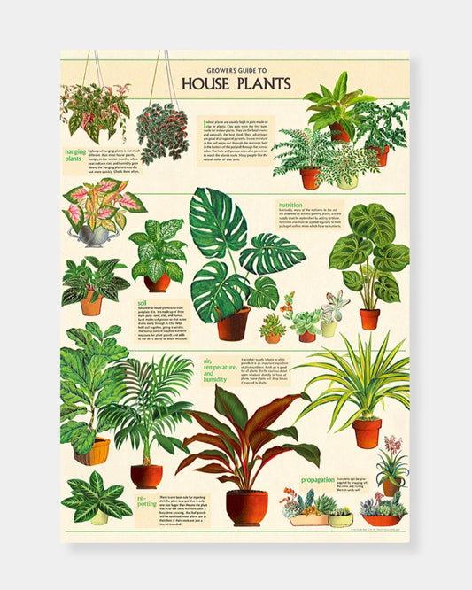 HOUSE PLANTS - POSTER