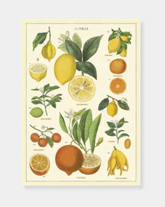 CITRUS - POSTER