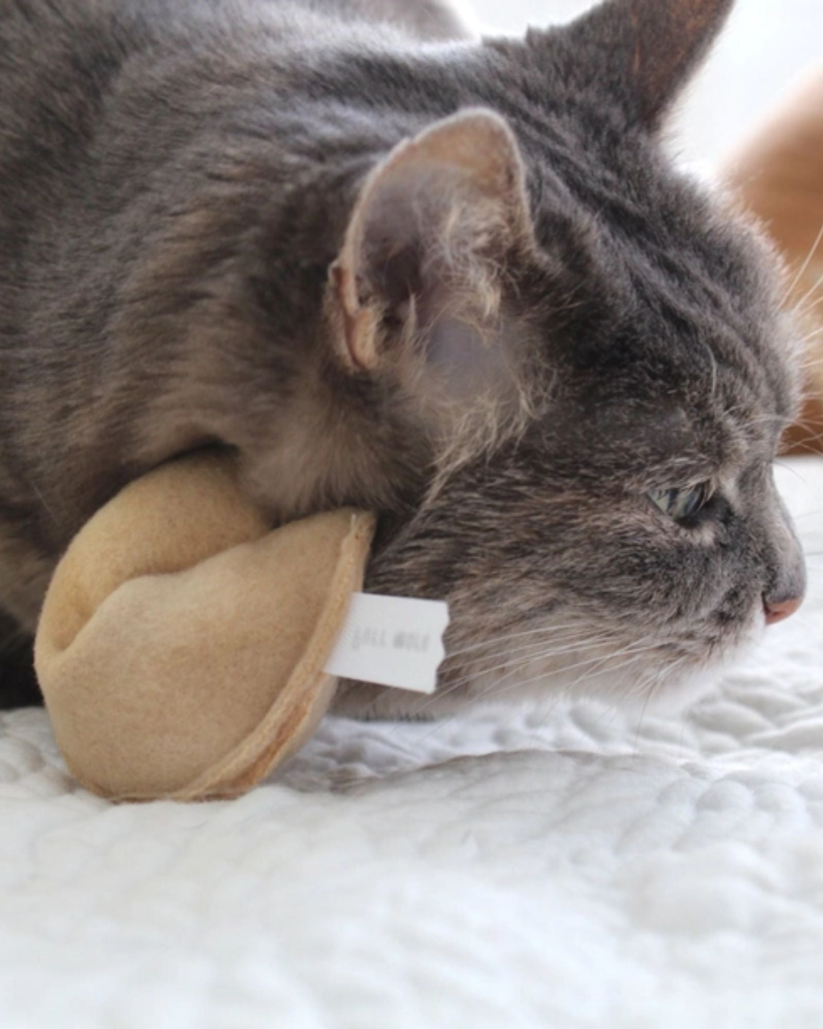 FORTUNE COOKIE - CAT TOY