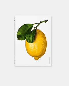 GOURMAND'S LEMON A COLLECTION OF STORIES - BOOK