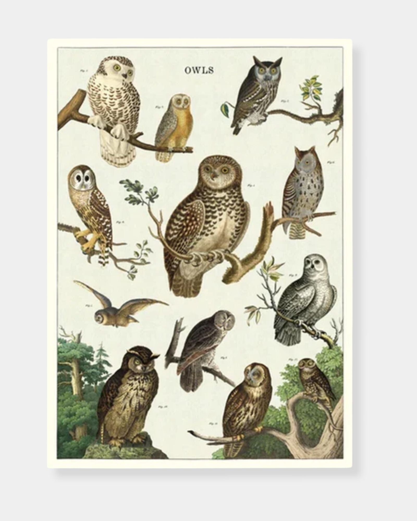 OWL CHART - POSTER