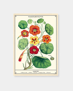 NASTURTIUMS - POSTER