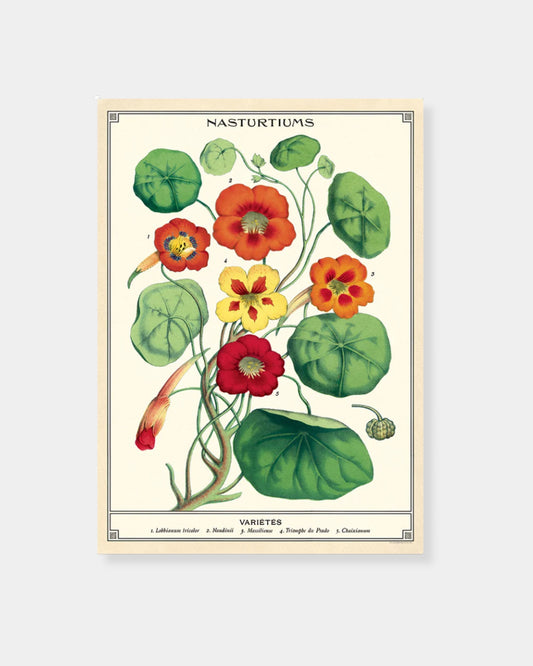 NASTURTIUMS - POSTER