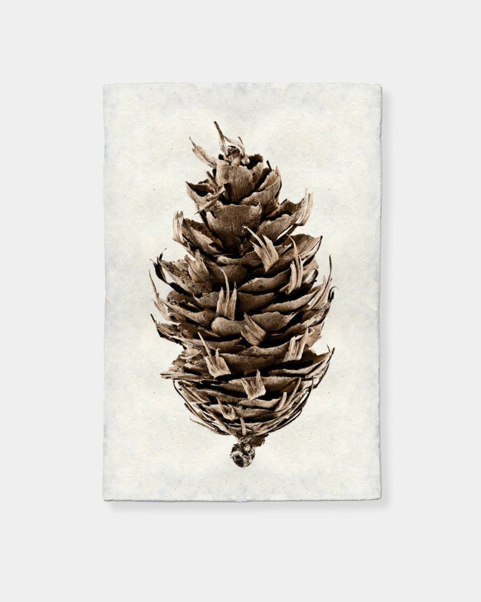 DOUGLAS FIR - PRINT