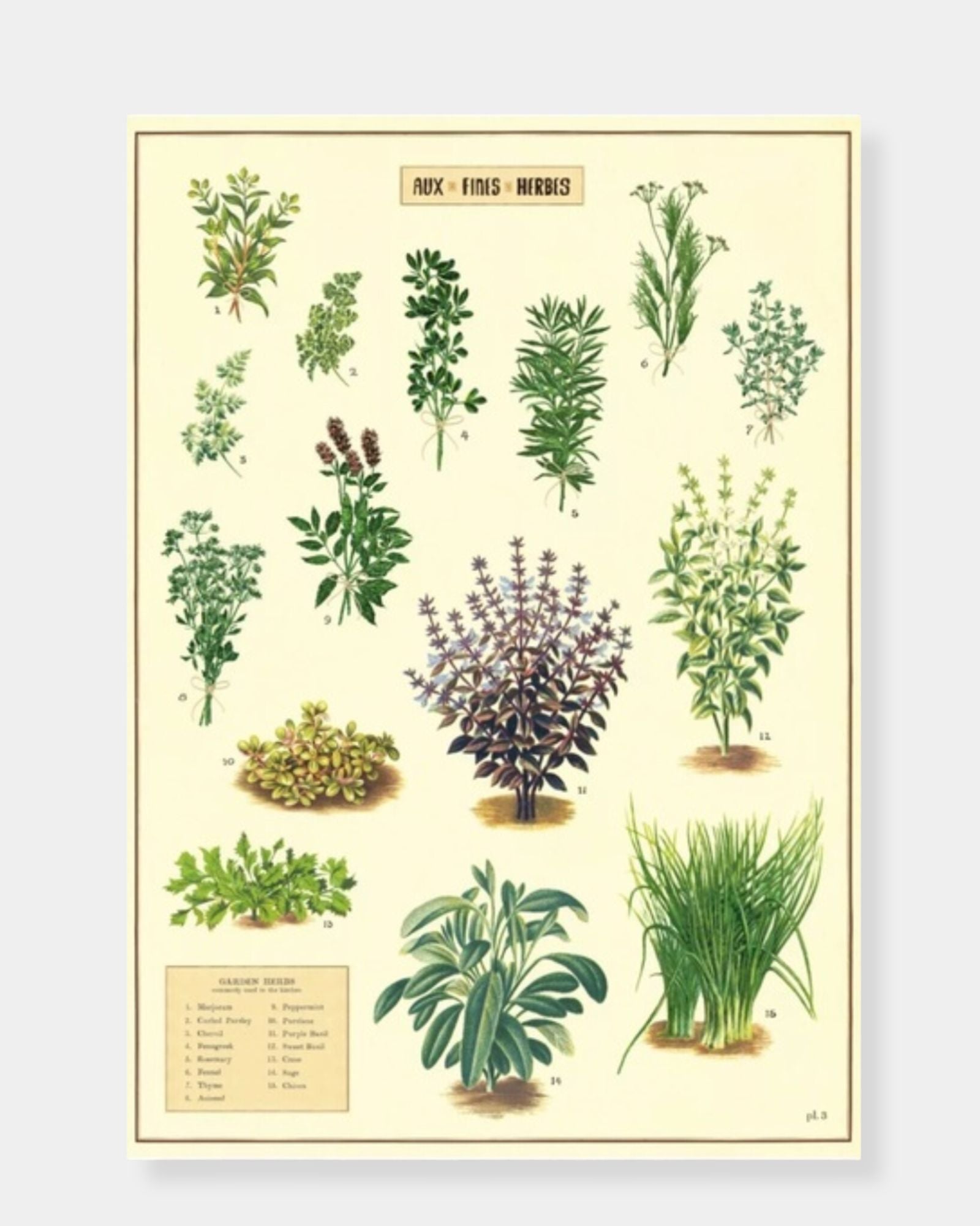 KITCHEN HERBS - POSTER