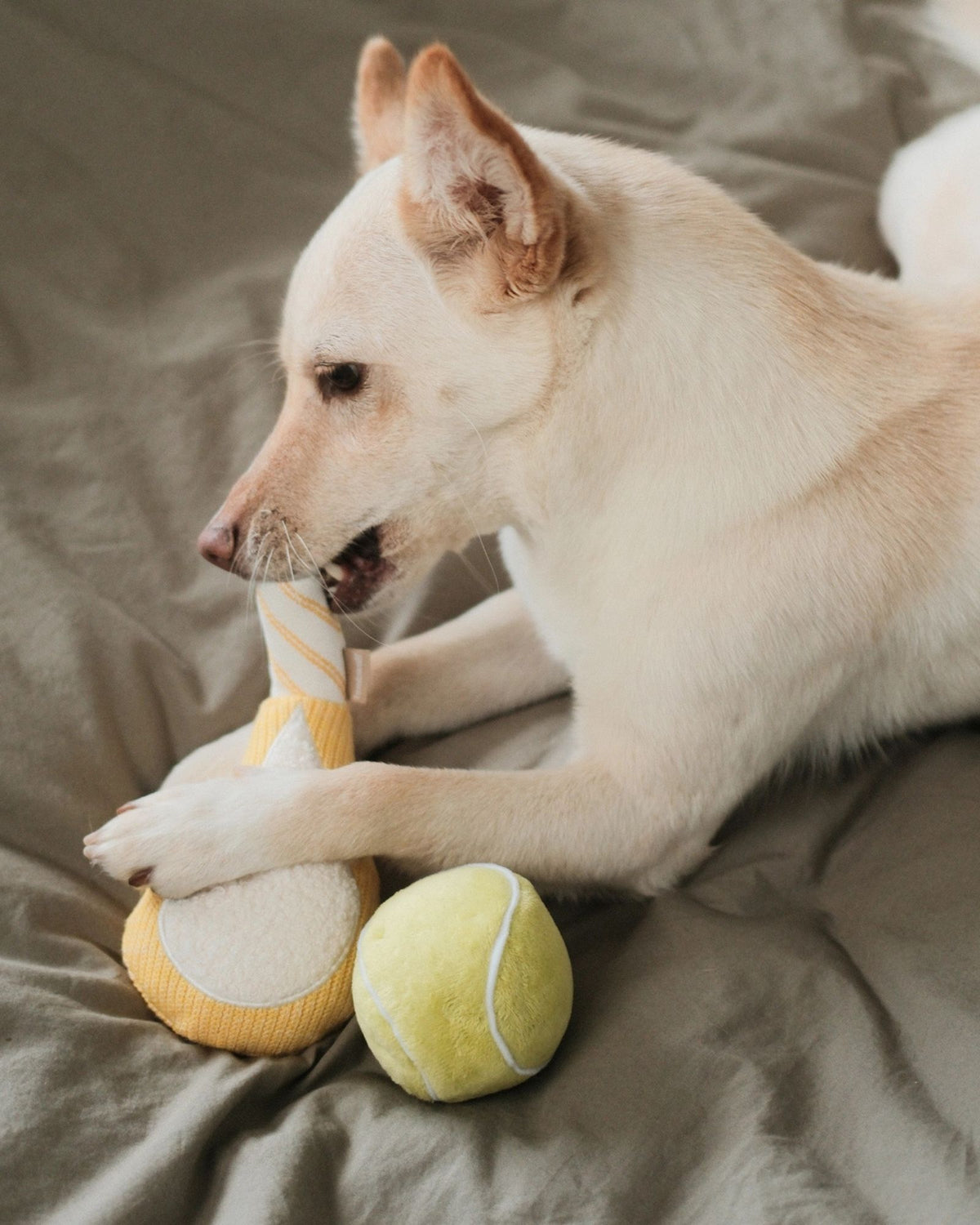 TENNIS POP - PET TOY