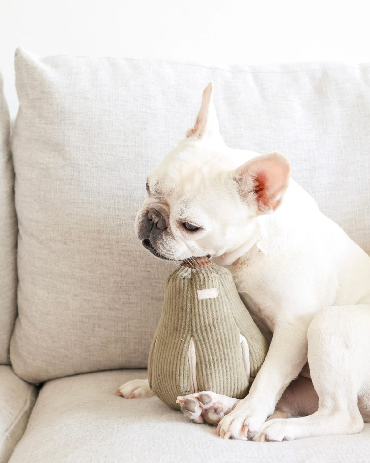 BUTTERNUT PET TOY