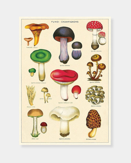 MUSHROOMS 2 - POSTER