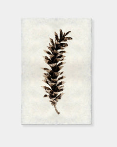 EASTERN WHITE PINE - PRINT