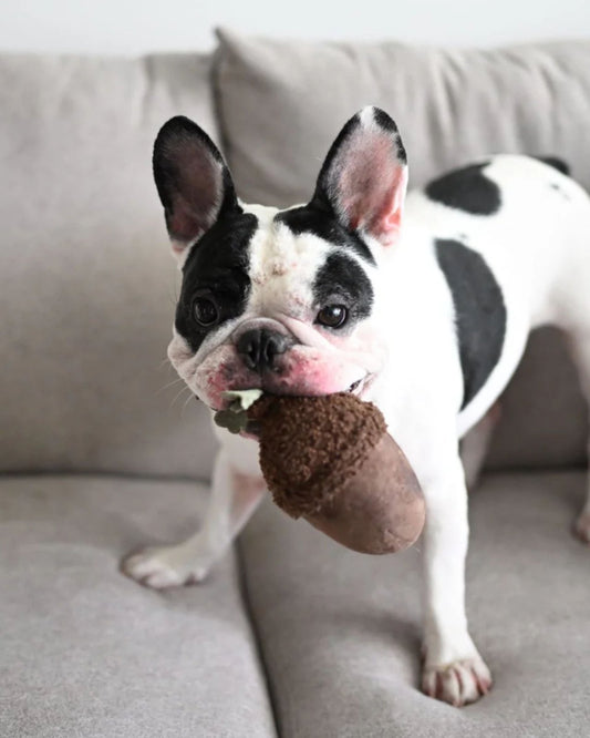 ACORN - PET TOY | Stonewaters