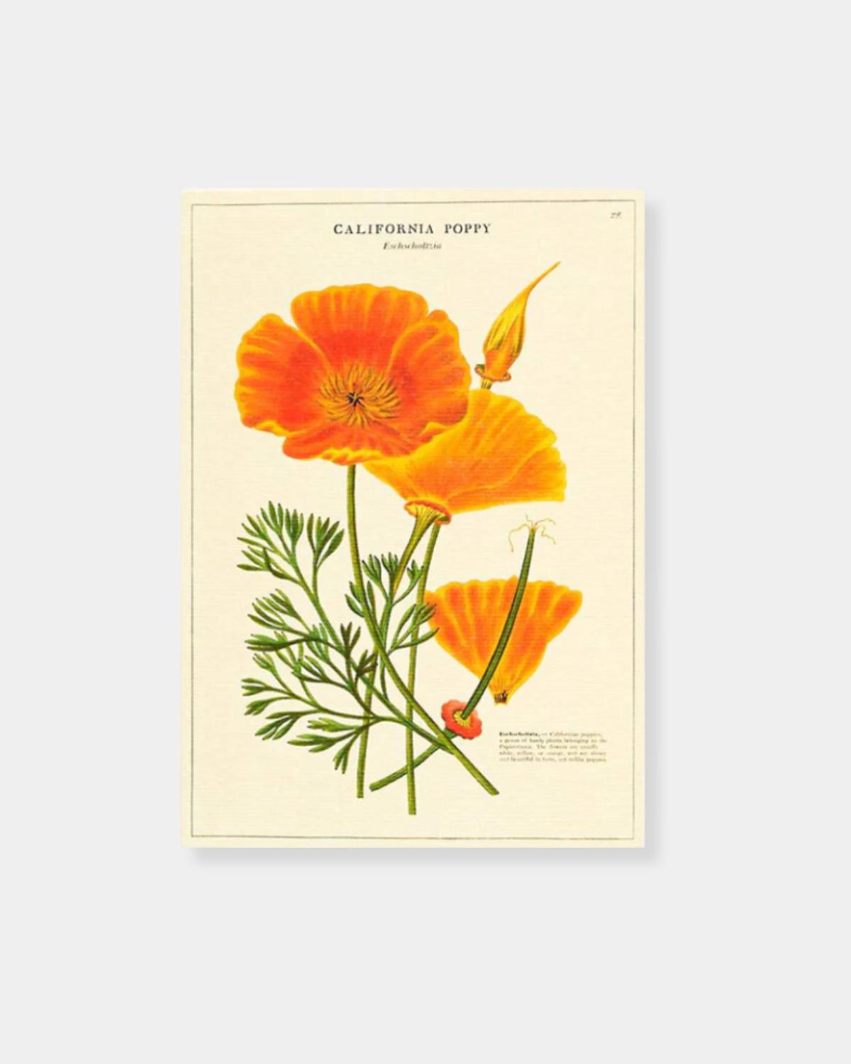 CALIFORNIA POPPY - CARD