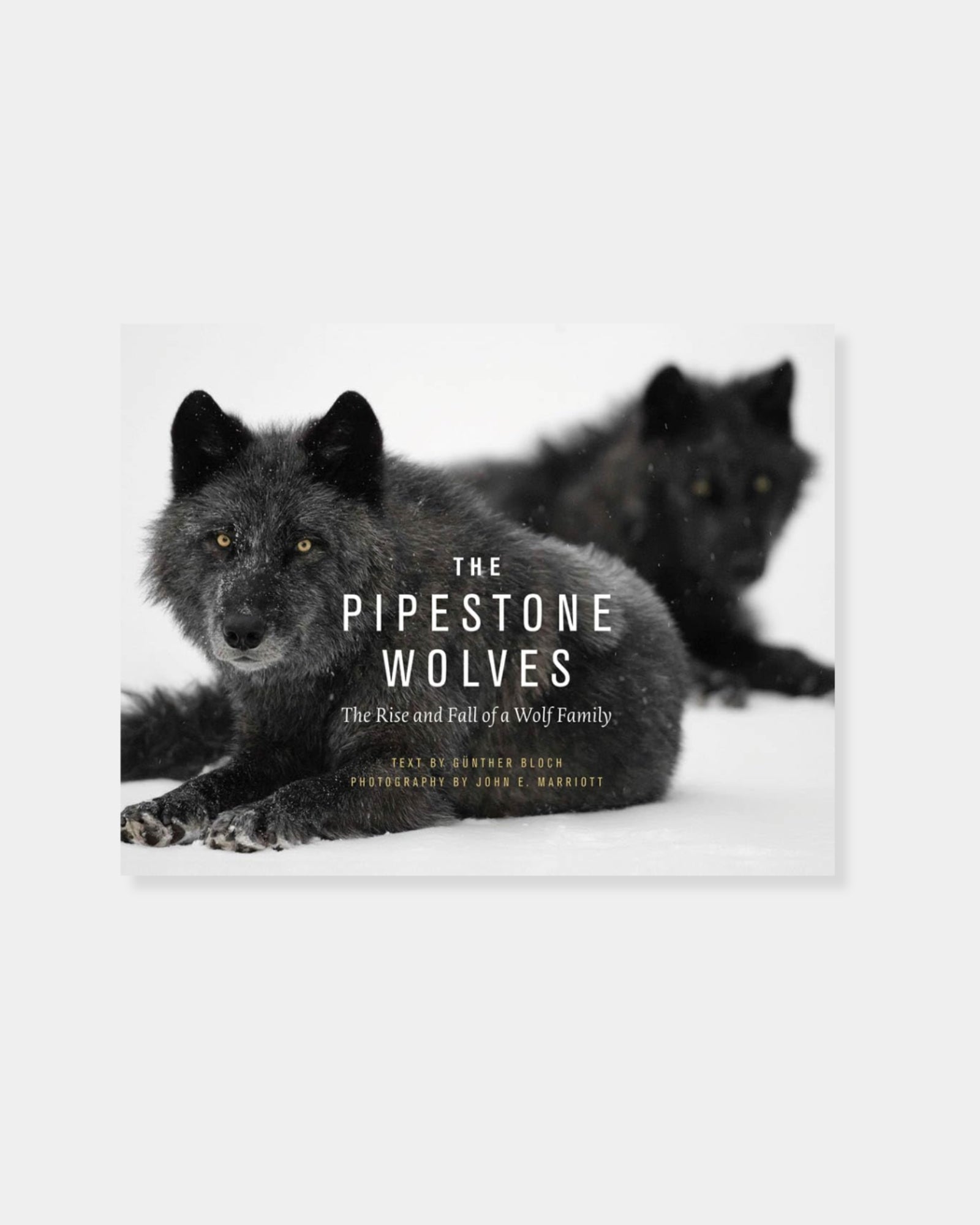 THE PIPESTONE WOLVES: THE RISE AND FALL OF A WOLF FAMILY