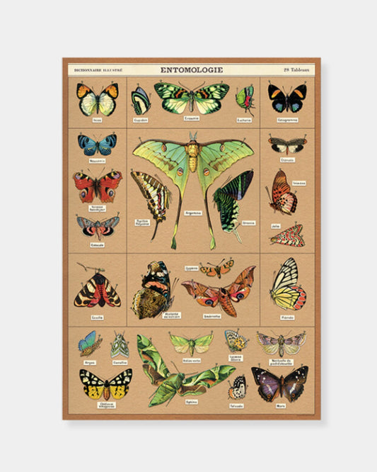 ENTOMOLOGY - POSTER