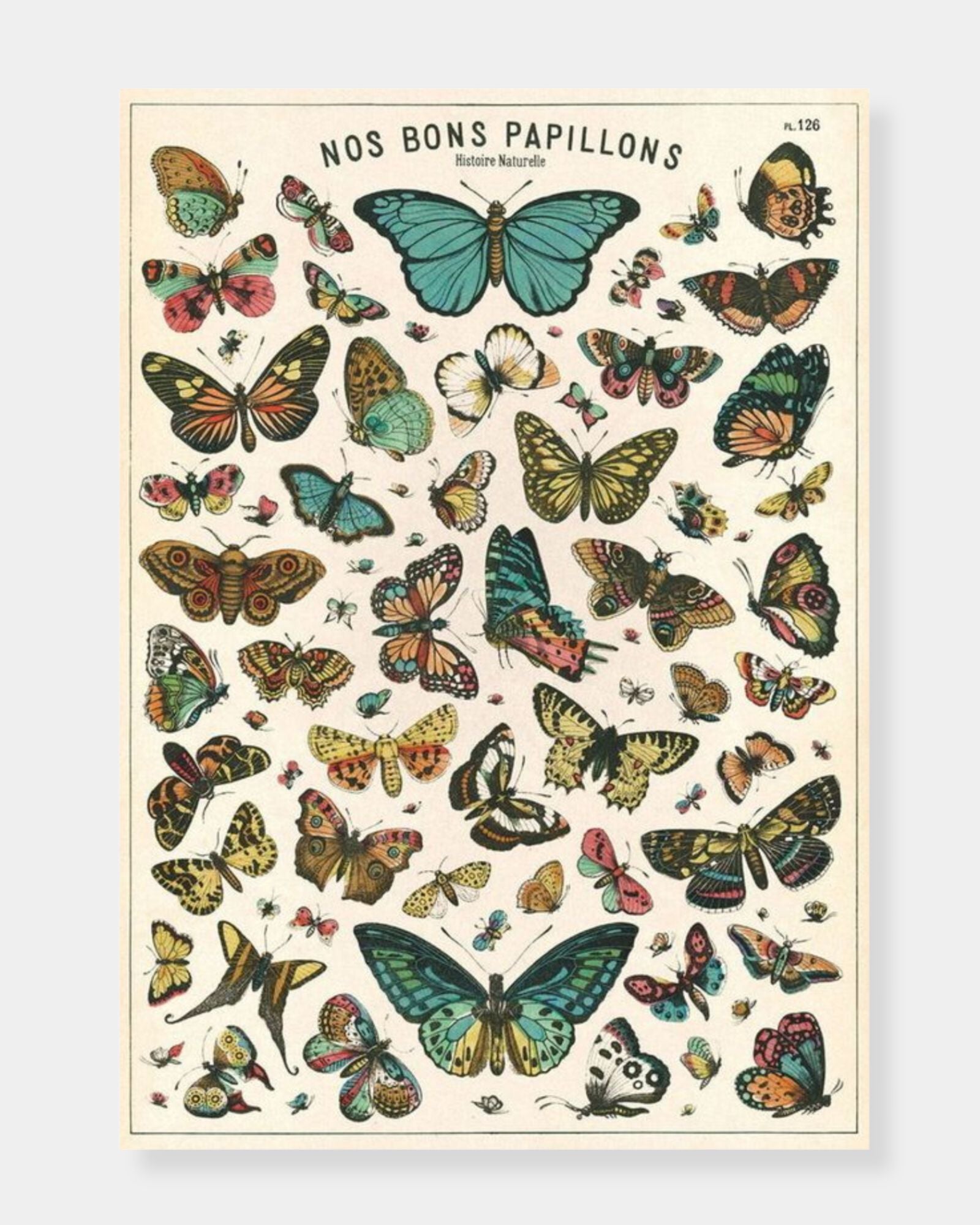 BUTTERFLY - POSTER