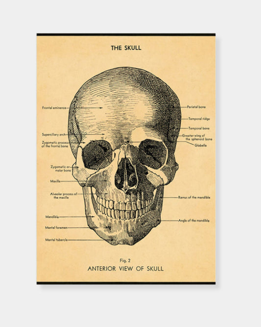 THE SKULL - POSTER