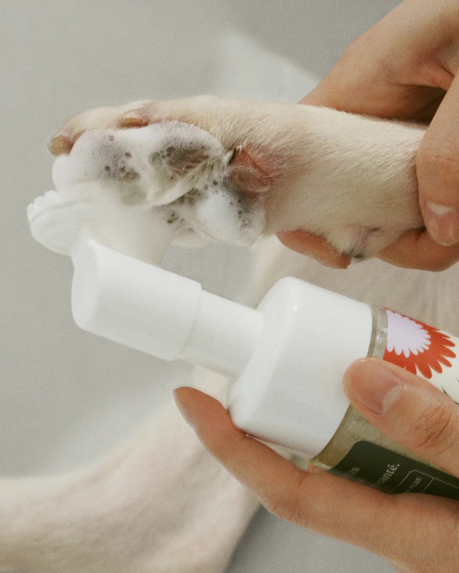 CLEAN PAWS NO-RINSE FOAMING CLEANSER