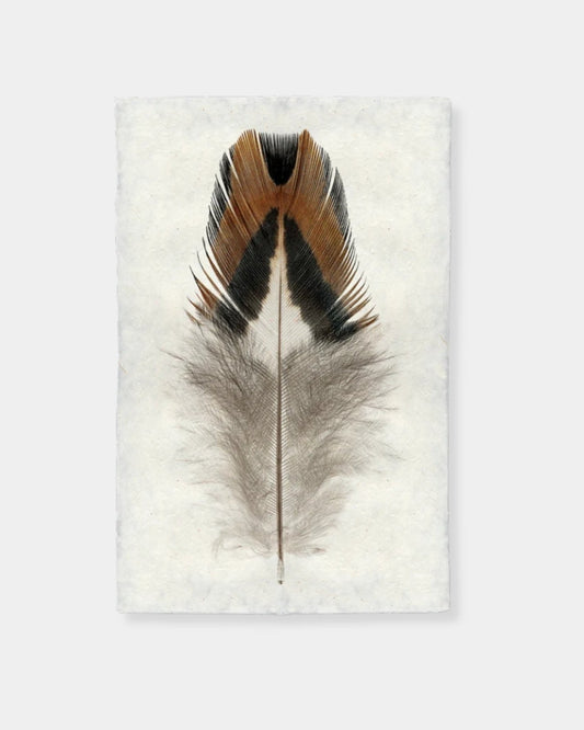 BOBWHITE QUAIL 1 - PRINT 20x30 | Stonewaters