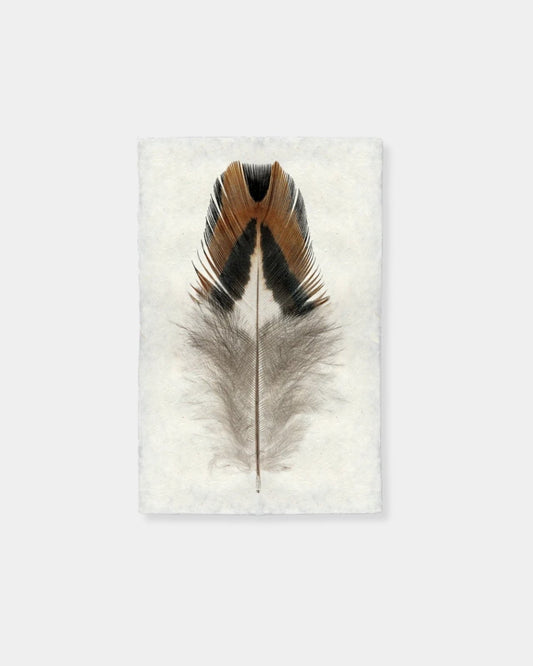 BOBWHITE QUAIL 1 - PRINT 9x14 | Stonewaters