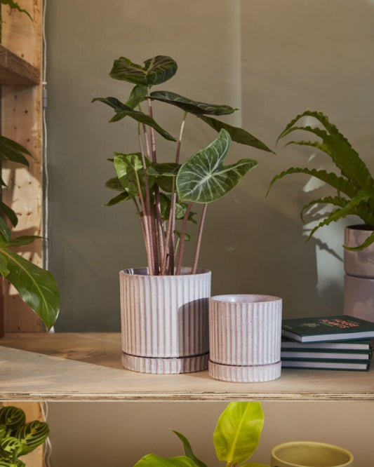WHITE LOS FELIZ 5"X5.5" - POT