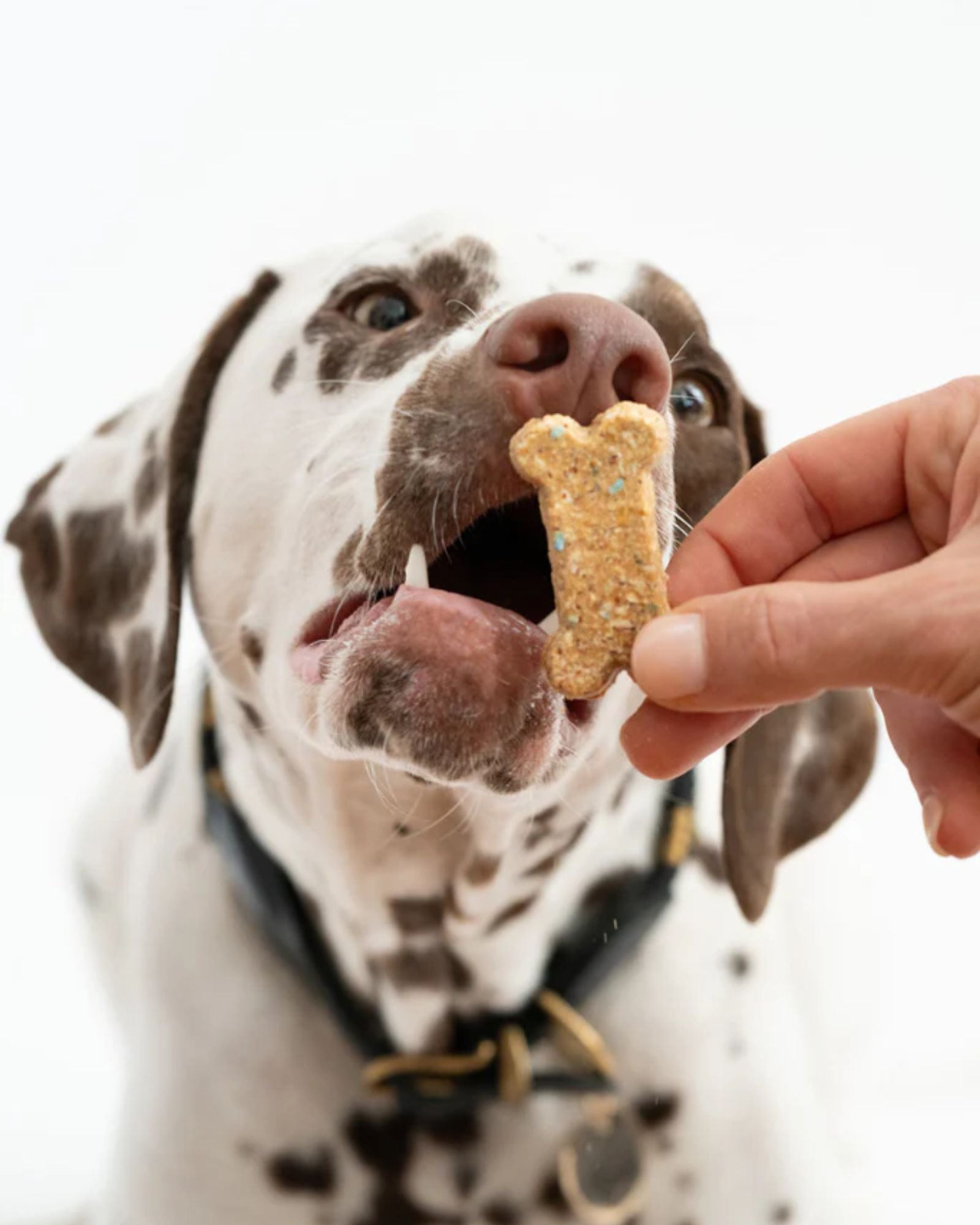 CELEBRATION COOKIES - DOG TREATS