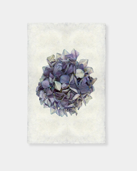 HYDRANGEAS #3 - PRINT 9x14